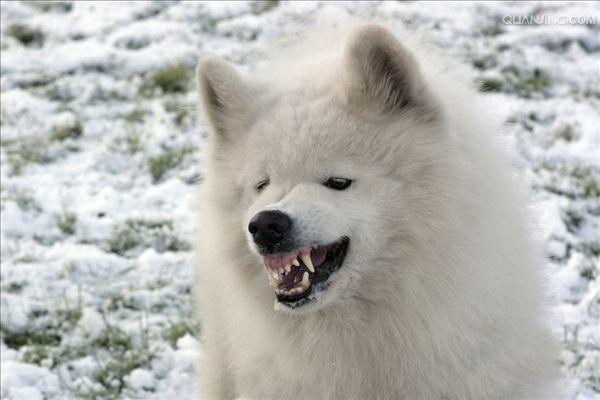 警備犬物語大全集　 極上の警護犬たちの冒険と友情